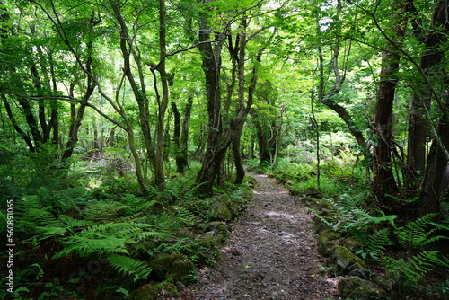 fine spring path in the gleaming sunlight