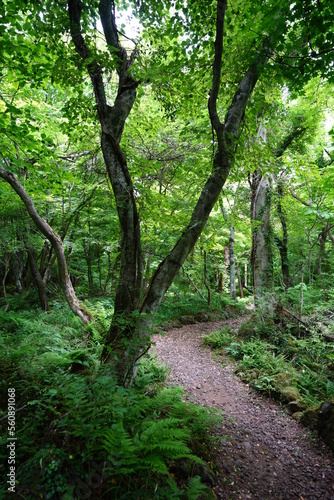 fresh green forest with path