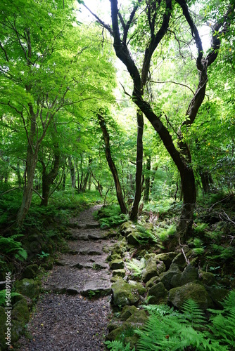 fine spring path in the gleaming sunlight