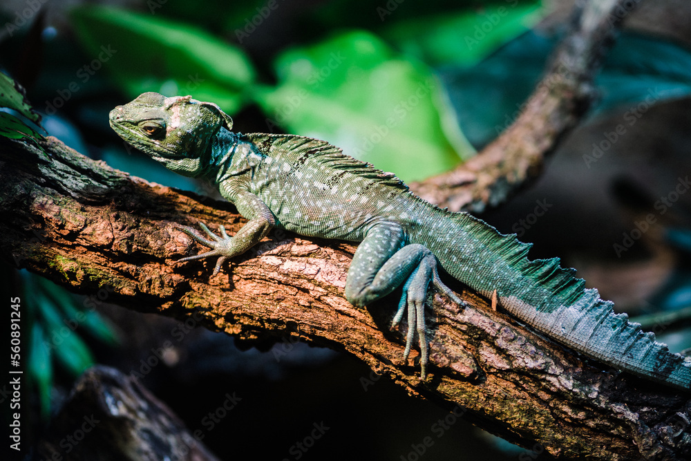 Obraz premium Sun Bathing Iguana