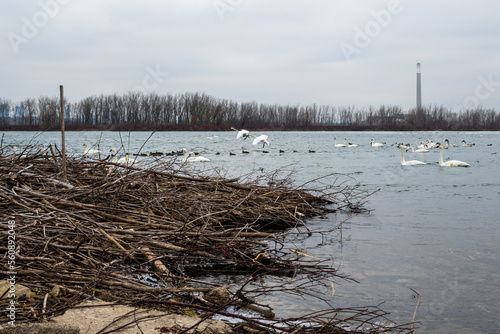 Wild Trumpeter Swans (Cygnus buccinator), on the water surrounding a large beaver lodge. in Toronto’s Outer Harbour. 