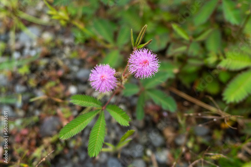 Mimosa pudica flower or putri malu in indonesia looks very beautiful among the leaves and thorns