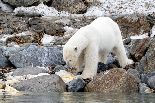 Polar Bear eating a walrus carcus in Norway in the arctic at the polar ice edge. Close to the North Pole.