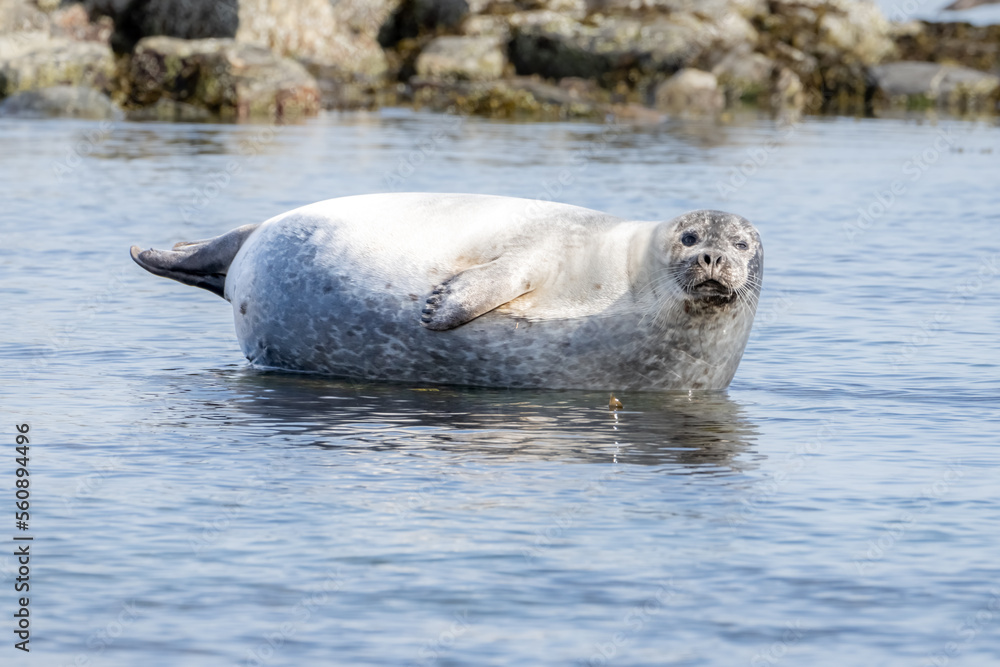 Fototapeta premium Bearded Seal in the Arctic, Svalbard, Norway. Bearded seals are the largest seal species in the Arctic.