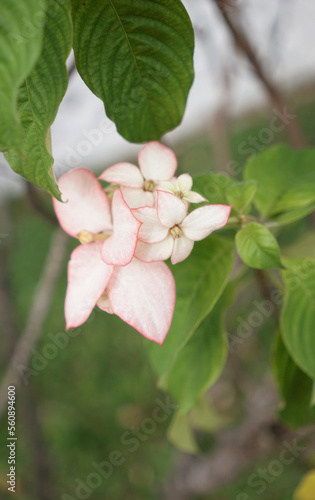 Light fading pink lxoroideae flower cluster in green leaves background photo