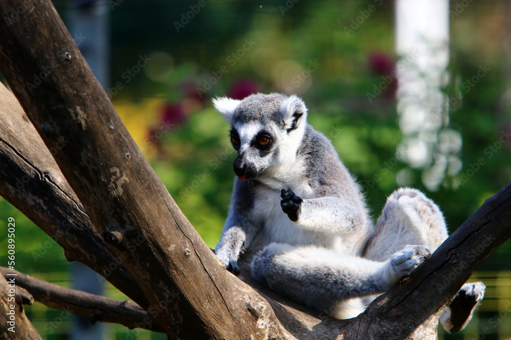 Fototapeta premium A small monkey lives in a zoo in Israel.