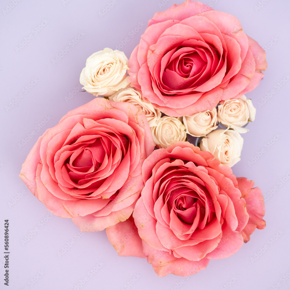 Coral pink roses and light pink spray roses on purple lavender background Coral pink roses and light pink spray roses on purple lavender background