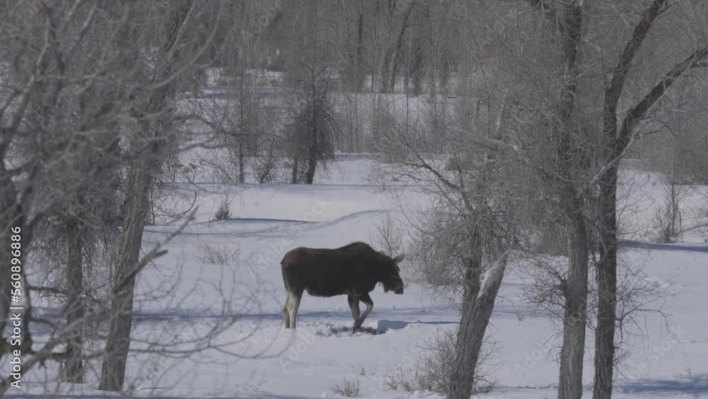 Tight shot of a moose grazing in deep snow looking for food. Shot in western Wyoming in 4K Tight shot of a moose grazing in deep snow looking for food. Shot in western Wyoming in 4K