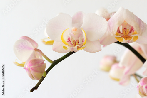 White color orchid branch