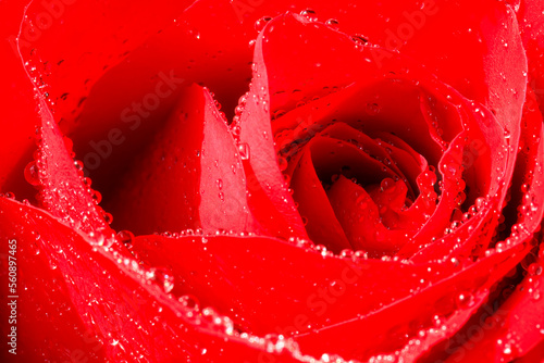 Red rose blossom with water drops
