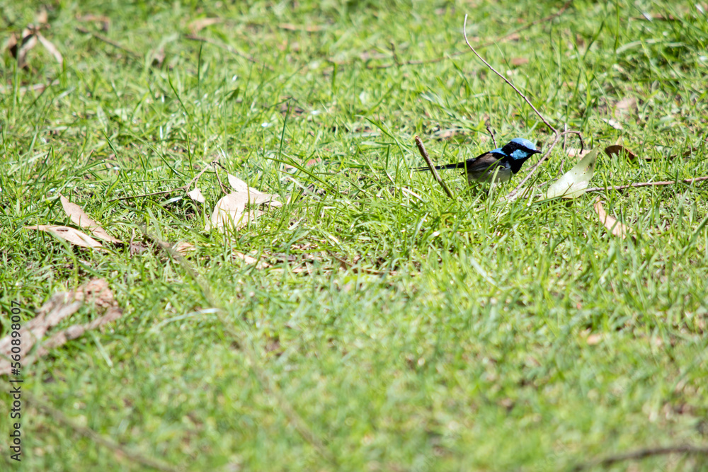 Obraz premium the superb fairy wren is looking for food in the grass