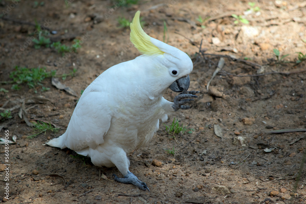 the sulphur crested cockatoo is eating using his claws to hold the food