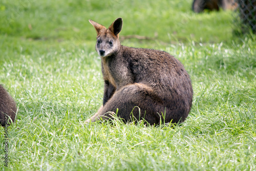 the swamp wallaby is resting on the grass photo