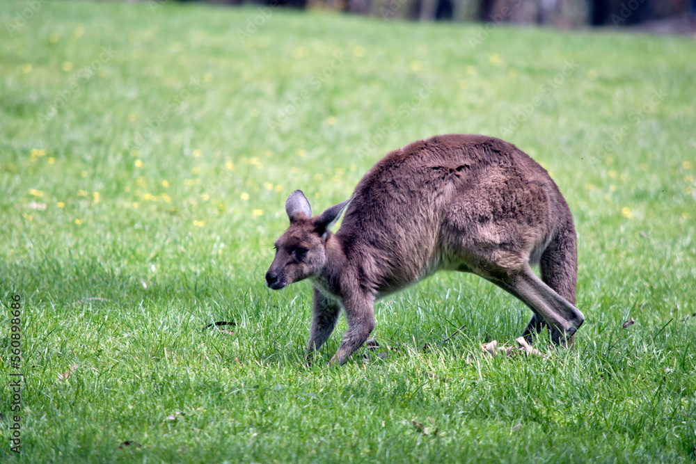 the western grey kangaroo is light brown with a white chest the western grey kangaroo is light brown with a white chest