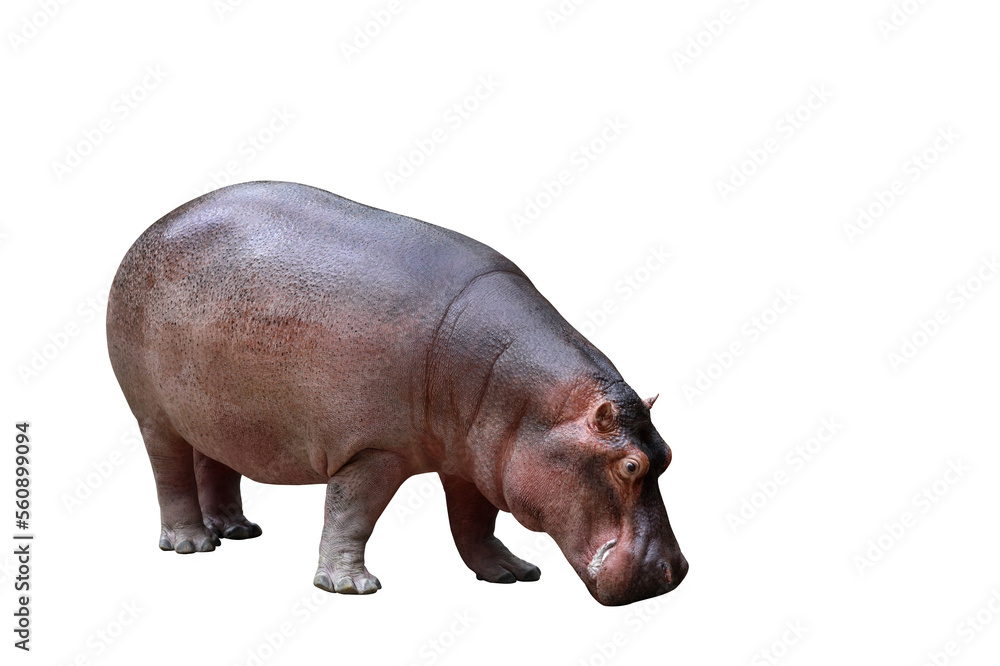 Fototapeta premium Hippopotamus isolated on transparent background png file 