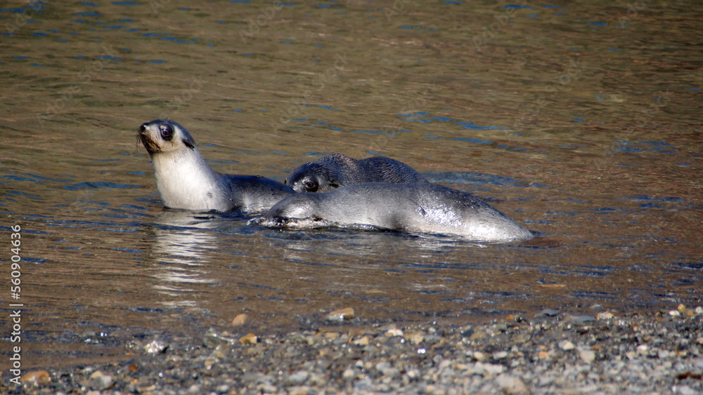 Fototapeta premium Antarctic fur seals (Arctocephalus gazella) in shallow water near the beach at Stromness, South Georgia Island