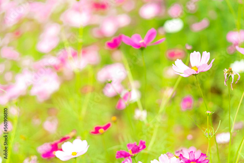 Beautiful pink cosmos flower garden. Pink flower field background. Spring season. Fresh environment. Pink, pale pink cosmos flowers with green leaves in garden. Background for happy, joy, and calm. © Artinun