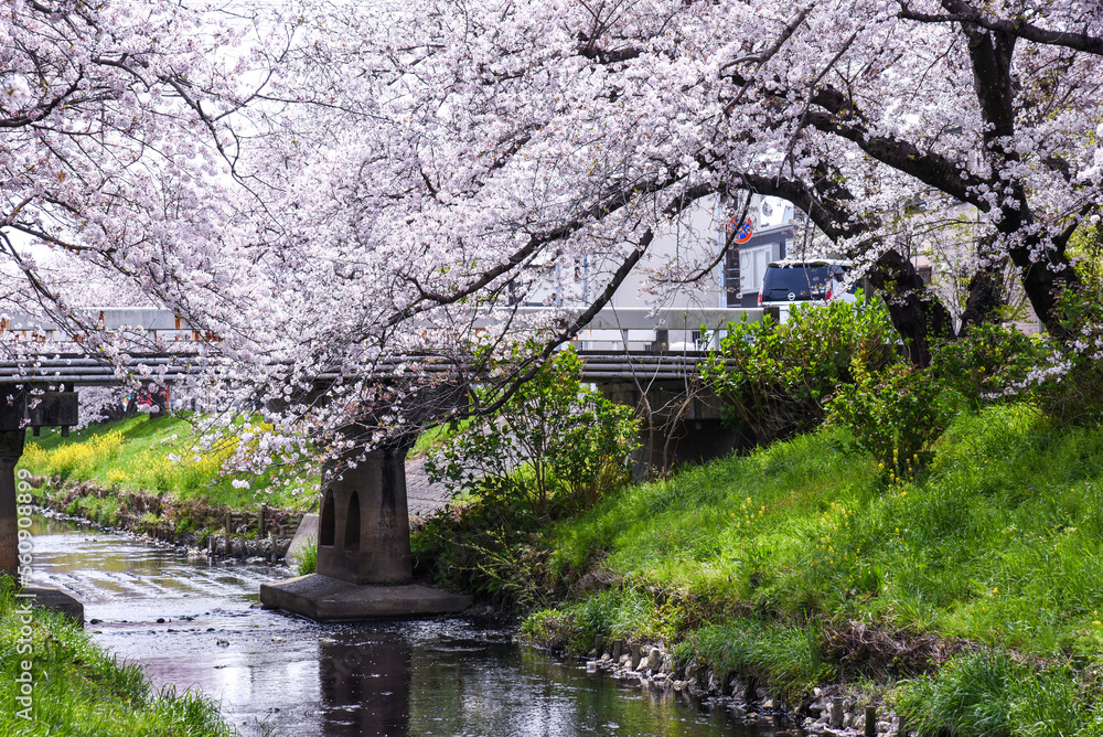 川沿いの満開の桜並木