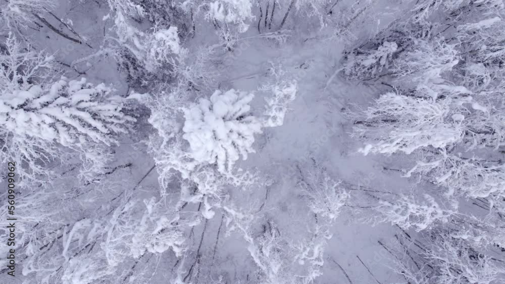 sideways dolly top down view flying over mystical alder and spruce trees in Swiss Alps sideways dolly top down view flying over mystical alder and spruce trees in Swiss Alps