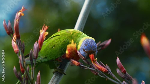Rainbow lorikeet lory in the wild in Australia. Vibrant and colorful parrot bird in habitat rainforest, coastal bush and woodland areas. 4K UHD close-up of a beautiful animal in nature, bright colors. photo