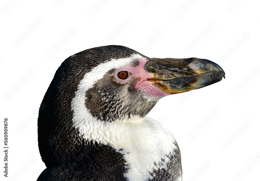 Naklejka premium Portrait of the Humboldt Penguin (Spheniscus humboldti) isolated on transparent background, PNG.