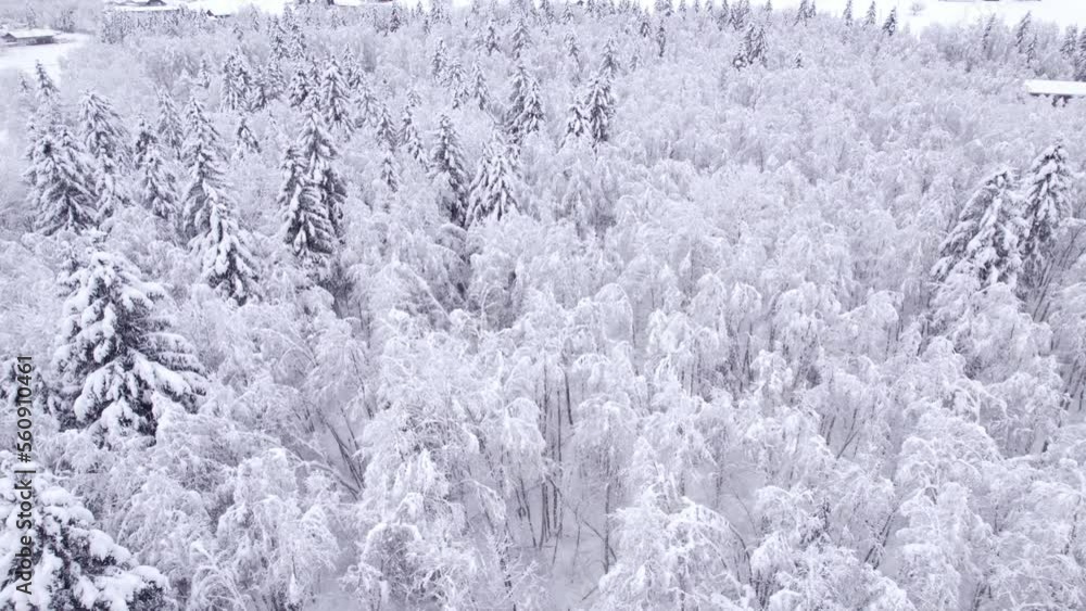 pushing out over snow covered mountain forest in Swiss Alps