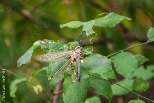 Fényképezés Distoleon tetragrammicus, a species of antlion in the neuropteran family Myrmeleontidae