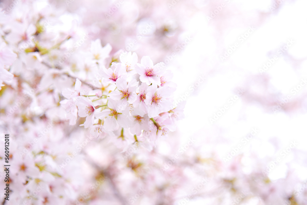 桜のピンク背景