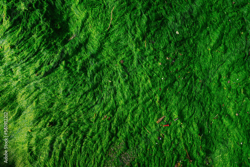 Bright green moss texture, green fur, moss background