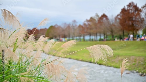 Green grass on both sides of the river. Bald cypress trees with red leaves. Dongshan River Water Park. Sanxing Township, Yilan County, Taiwan photo