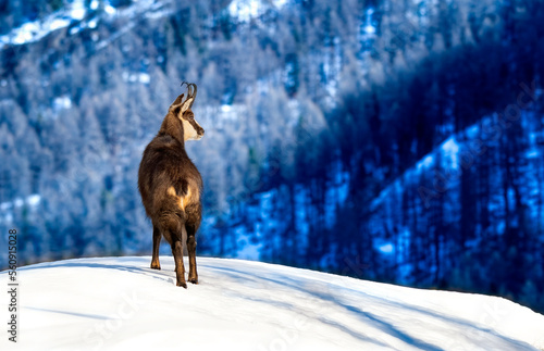 Chamois on sunlit snowy rock with blurred woodland background