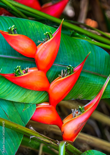 Red Flowers Hanging Lobster Claws Fairchild Garden Coral Gables Florida photo