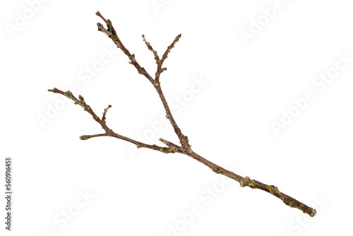 A tree branch on a white background. The branch is isolated on a white background.