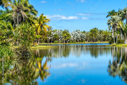 Palm Trees Reflection Fairchild Garden Coral Gables Florida