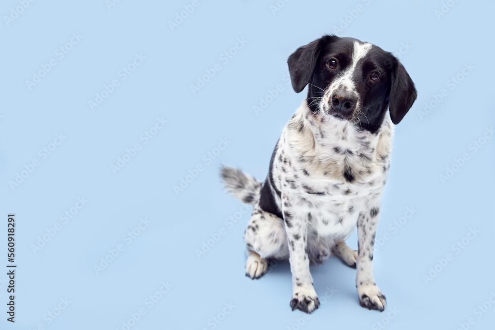 Beautiful portrait of a spotted dog in full growth. The dog lies, looks into the camera. The dog looks sad. Dog on a blue isolated background.	