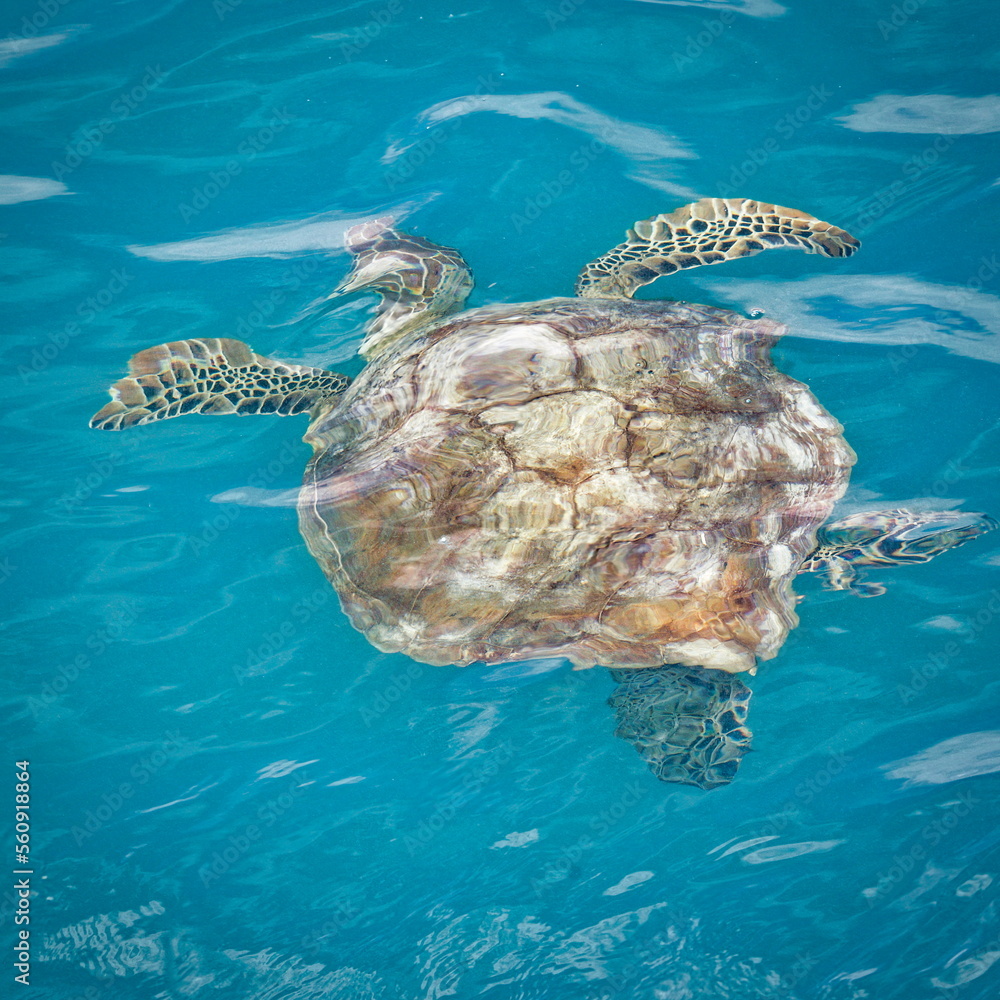 Obraz premium tortue