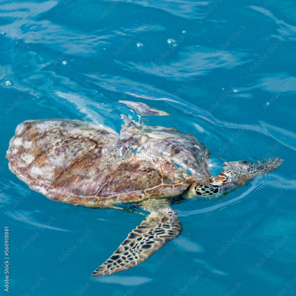 Fototapeta premium tortue