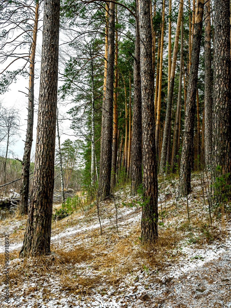 Fototapeta premium pine forest in the middle Urals at the beginning of winter