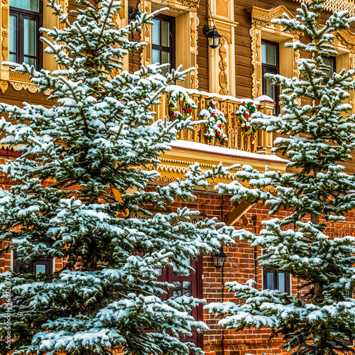 Snowy urban spruce trees against the background of an old building. photo