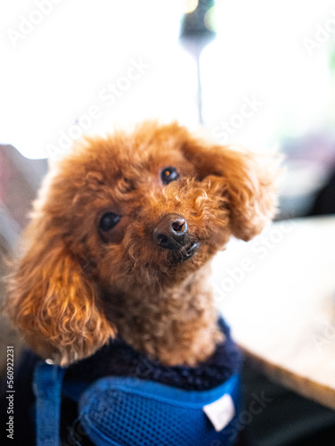  poodle puppy on blue