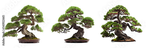 bonsai tree isolated on white
beautiful and expensive bonsai photo