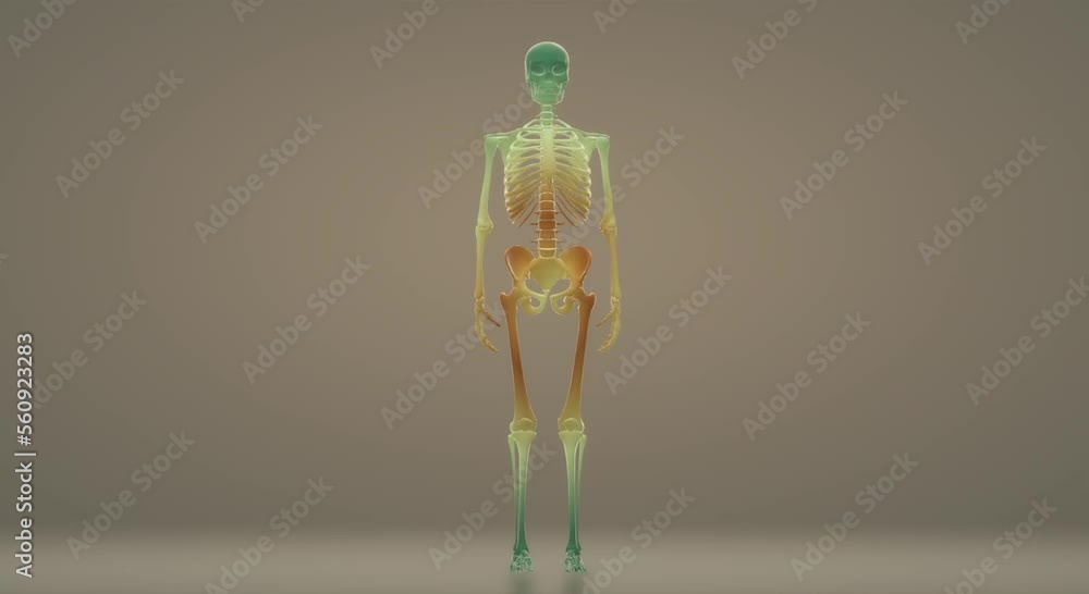 human skull, skeleton human skull, skeleton