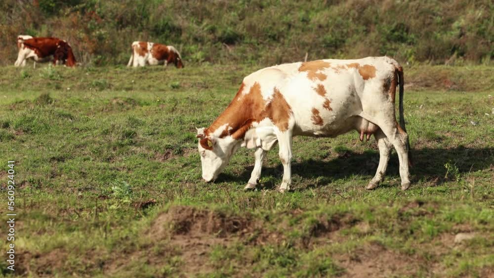 Ayrshire Cattle Grazing On Grass Pasture Land - wide shot Ayrshire Cattle Grazing On Grass Pasture Land - wide shot