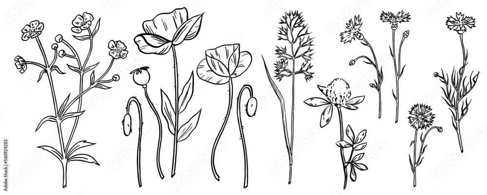 Wild flowers collection. Vector hand drawn illustrations. Black line herbs isolated on the white background. Buttercup, poppies, oatmeal, clover, cornflowers Wild flowers collection. Vector hand drawn illustrations. Black line herbs isolated on the white background. Buttercup, poppies, oatmeal, clover, cornflowers