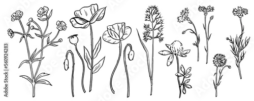 Wild flowers collection. Vector hand drawn illustrations. Black line herbs isolated on the white background. Buttercup, poppies, oatmeal, clover, cornflowers