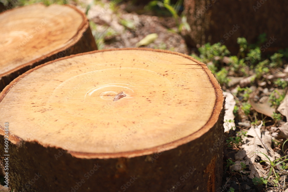 some parts of a large tree that has been cut into pieces to be used as cutting boards and firewood some parts of a large tree that has been cut into pieces to be used as cutting boards and firewood