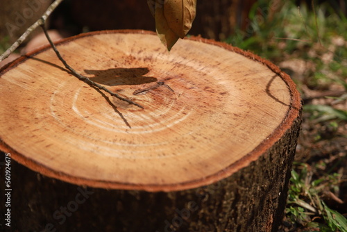 some parts of a large tree that has been cut into pieces to be used as cutting boards and firewood photo