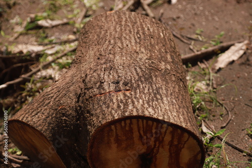 some parts of a large tree that has been cut into pieces to be used as cutting boards and firewood photo