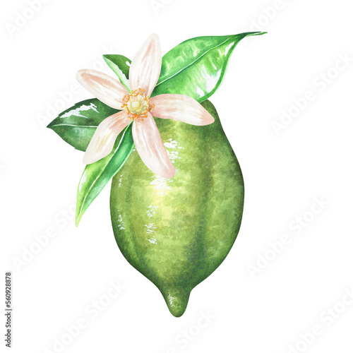 Lime with a leaf and white flower. Green fruit. Watercolor illustration. Isolated on a white background. For design nature prints, kitchen accessories, product packaging with citrus acid or scent