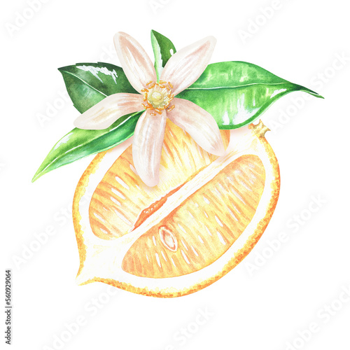Composition of a yellow slice of lemon with a flower with leaves. Watercolor illustration. Isolated on a white background. For your design stickers  kitchen accessories  product packaging with citrus